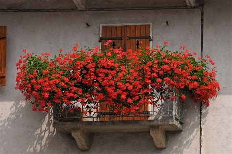 Tredicesima edizione del ”Premio Balcone in Fiore” istituito da 